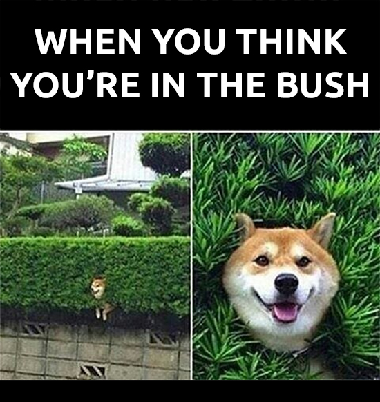 bush thought